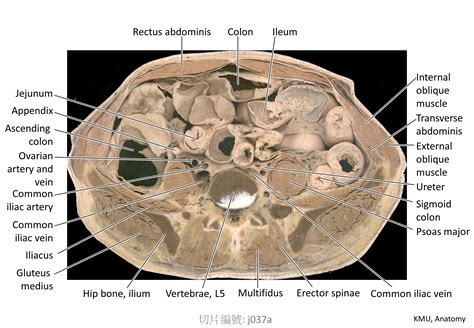 陰處|KMU Anatomy Video